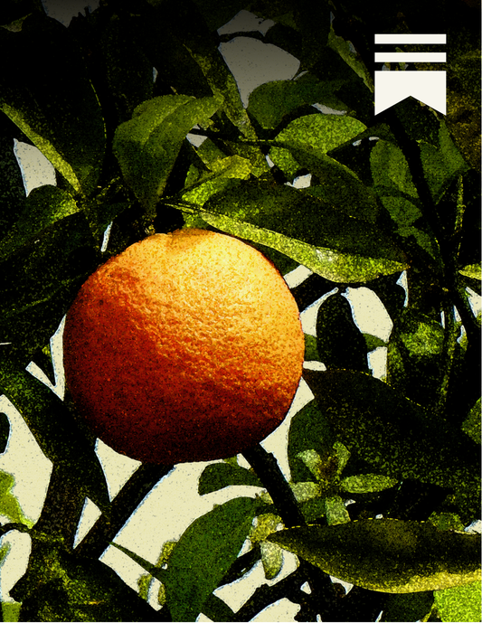 Substack Subscription